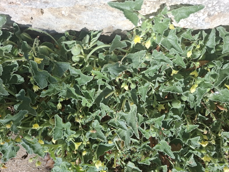 Reconnaissance de plantes comestibles et médicinales — photo 2
