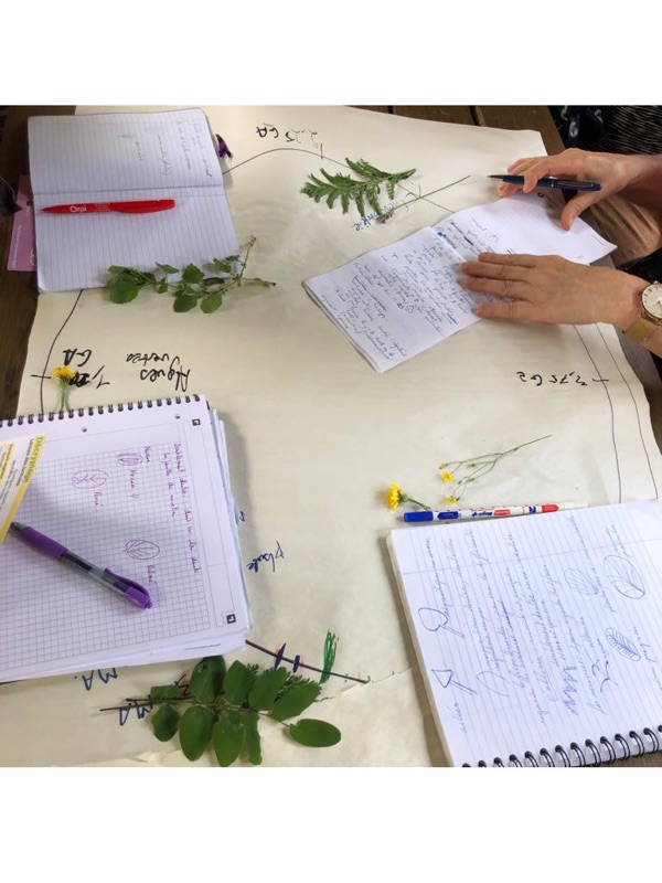 Groupe en cueillette lors d'un atelier de reconnaissance de plantes