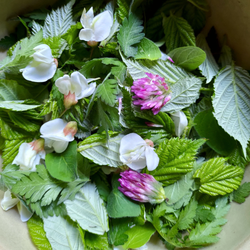Cuisine de plantes sauvages — photo 6