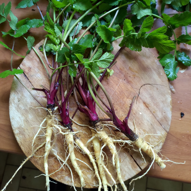 Cuisine de plantes sauvages — photo 7