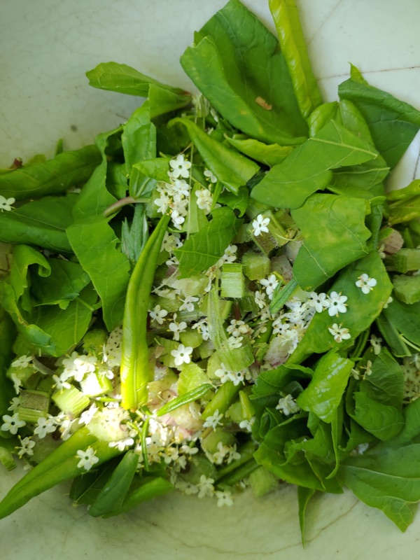 Cuisine de plantes sauvages — photo 15