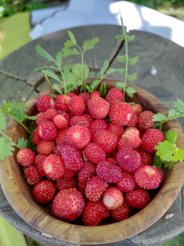 Cuisine de plantes sauvages — photo 16
