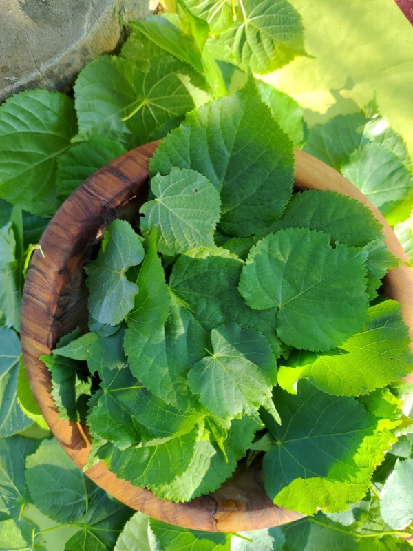 Cuisine de plantes sauvages — photo 17