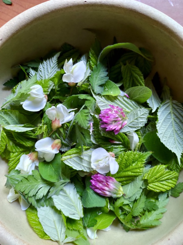 Cuisine de plantes sauvages — photo 18