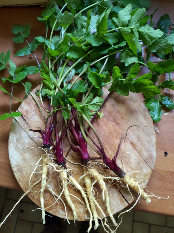 Cuisine de plantes sauvages — photo 20