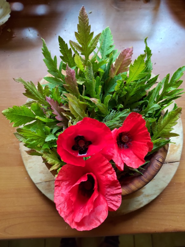 Cuisine de plantes sauvages — photo 21