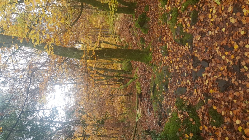 En quête d'arbre — photo 2