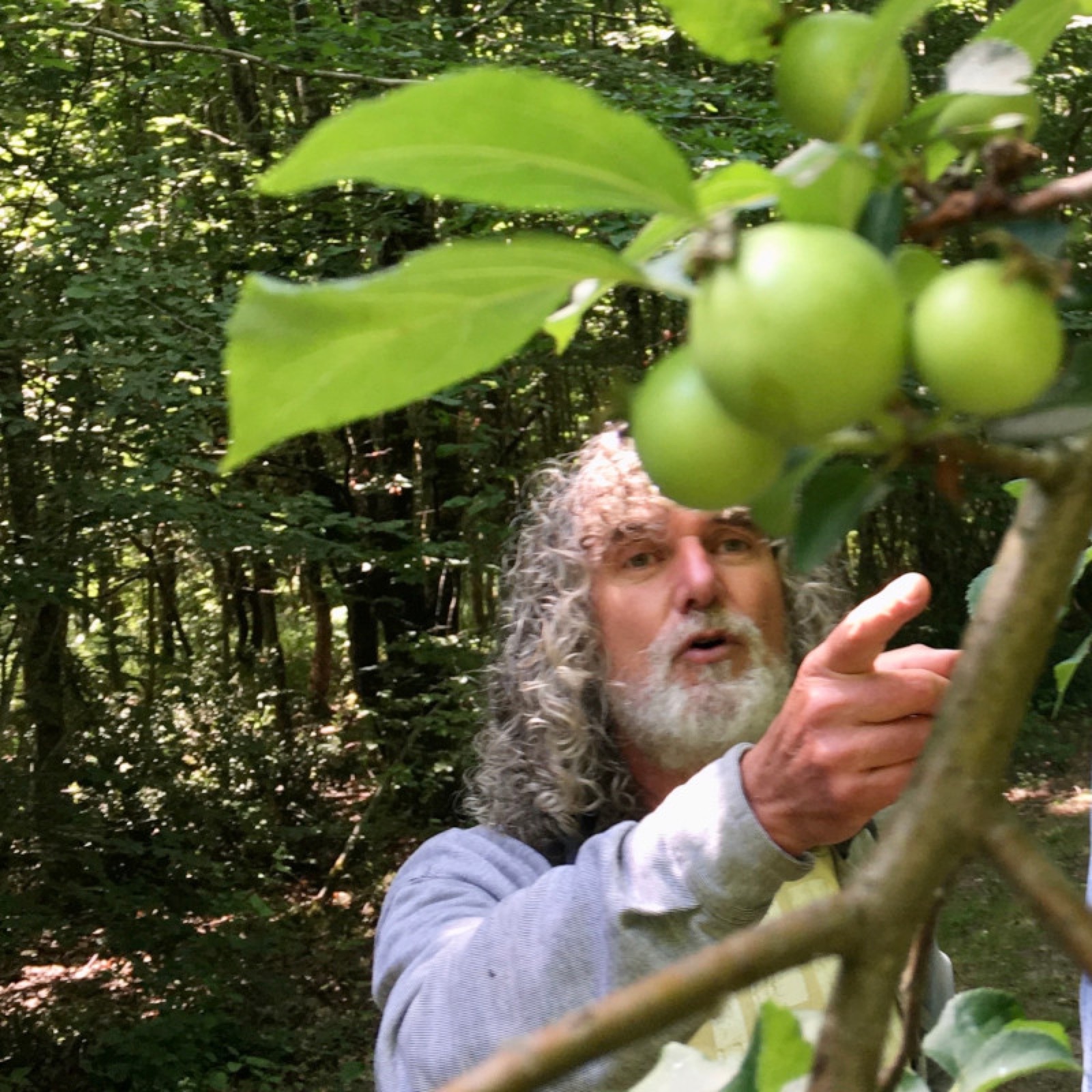 Observation d'un arbre pendant l'atelier En quête d'arbre